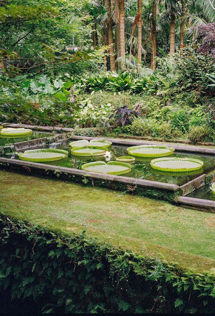 Large lily pads float in a tranquil garden pond.
